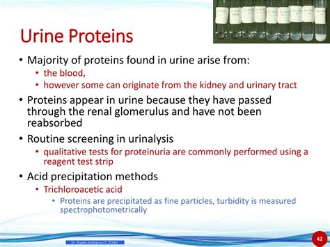 reasons for protein in the urine