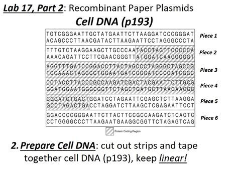 recombinant paper plasmid lab answers Reader