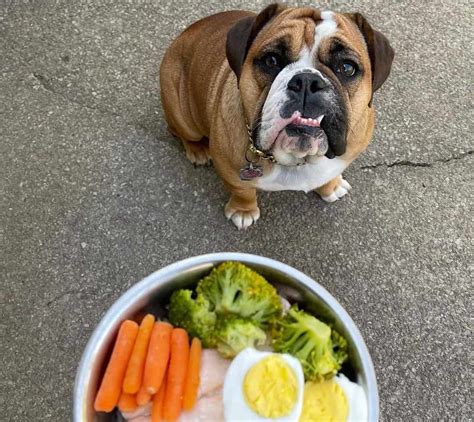 recommended dog food for english bulldogs