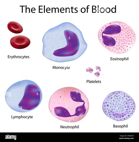 red and white blood cells