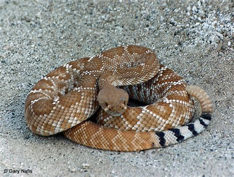 red diamond rattlesnake