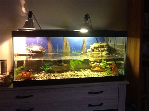 red eared slider tank setup