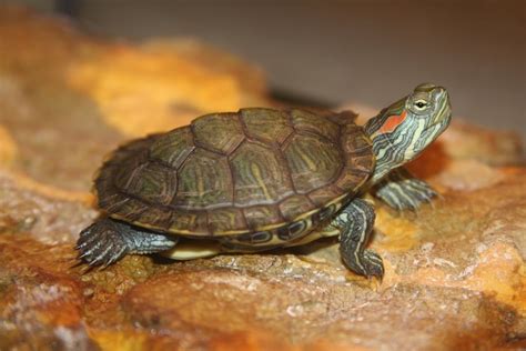 red eye slider turtle tank