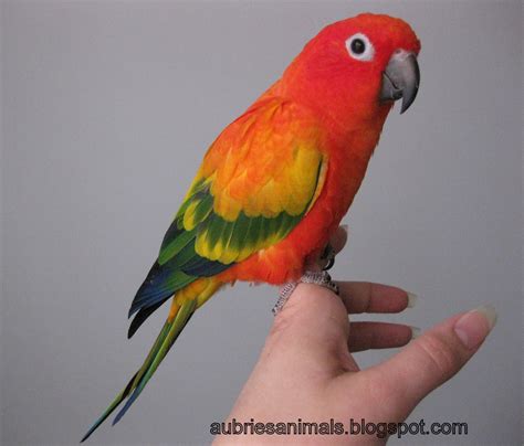 red factor sun conure