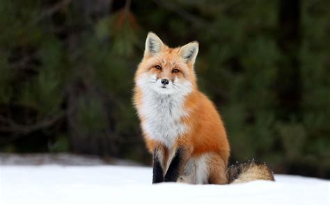 red fox beautiful interesting knowledge Epub