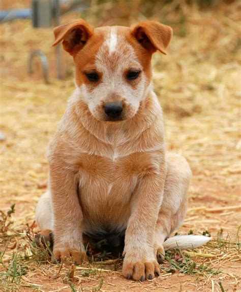 red heeler puppy