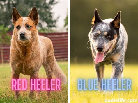 red heeler vs blue heeler