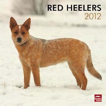red heelers 2016 square 12x12 multilingual edition Reader