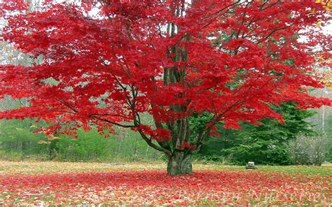 red maple tree