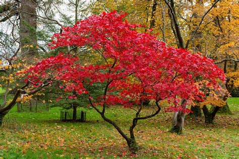 red maple tree fertilizer