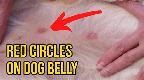 red marks on dog's stomach