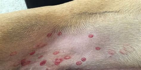 red marks on dogs skin