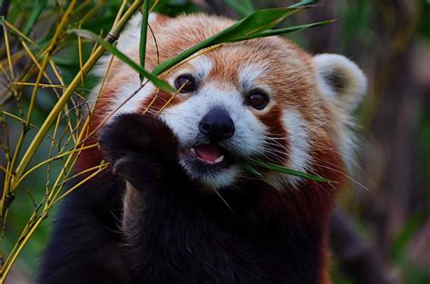 red panda beautiful interesting knowledge Epub