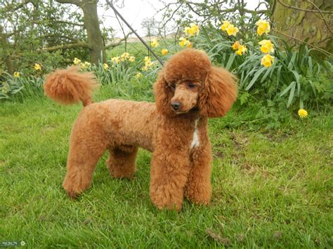 red poodle dog