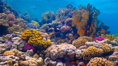 red sea coral reefs marine life of saudi arabia Doc