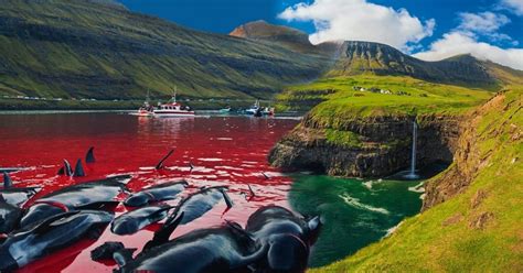 red sea whaling in the faroe islands Reader