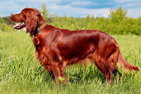 red setter dog