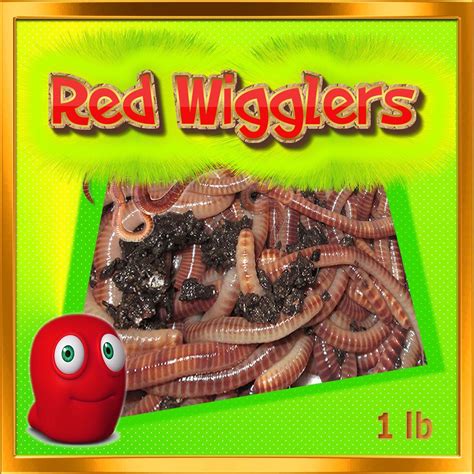 red wiggler worms for sale