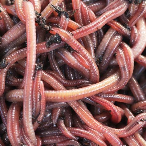 red wigglers for sale