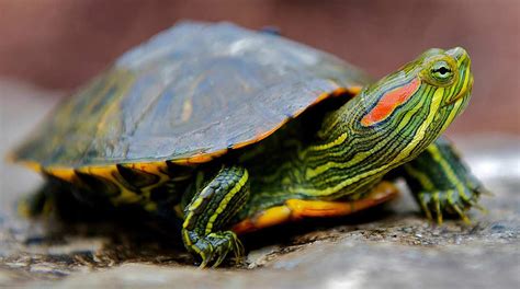 red-eared slider turtle