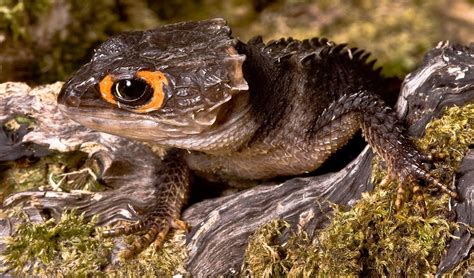 red-eyed crocodile skink