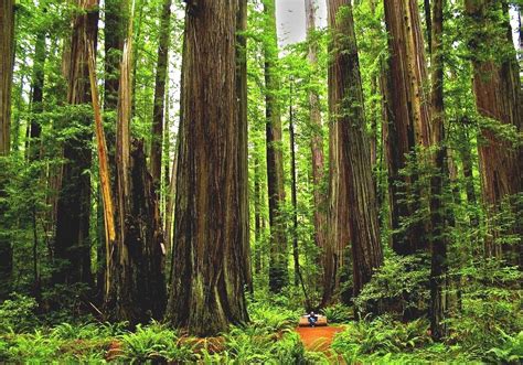 redwood forest in washington