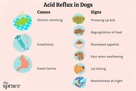 reflux disease in dogs