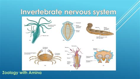 register structure evolution invertebrate nervous systems PDF