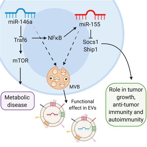 regulation of micrornas regulation of micrornas PDF