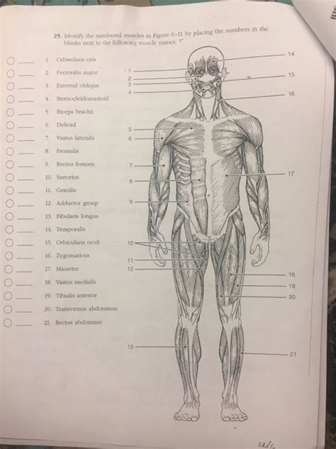 reinforcement the muscular system answer key Doc
