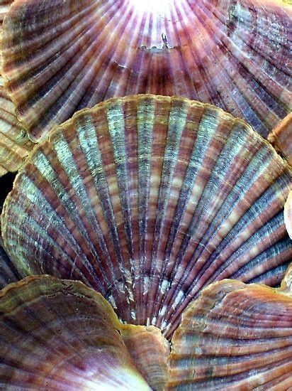 relaxing calming real shell patterns PDF