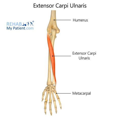 release-extensor-carpi-ulnaris-cpt-code Ebook PDF