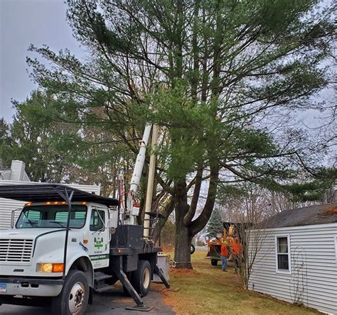 reliable tree removal ct reviews