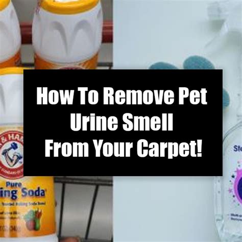 remove urine smell from carpet