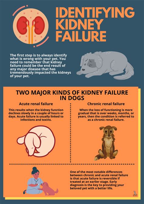 renal disease in dogs treatment