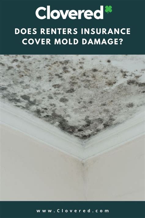 renters insurance cover mold damage