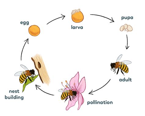 reproduction in the insects Doc