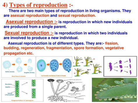 reproduction reproduction Doc