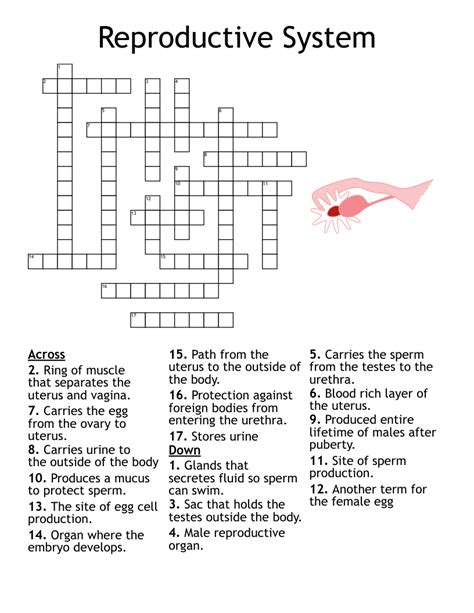 reproductive system crossword puzzle answers Kindle Editon