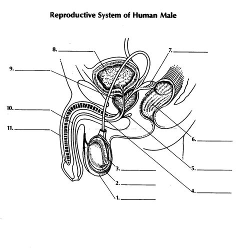 reproductive system diagram quiz Epub