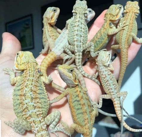 reptile rehoming near me