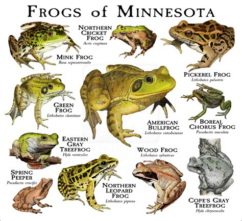 reptiles and amphibians of minnesota Kindle Editon