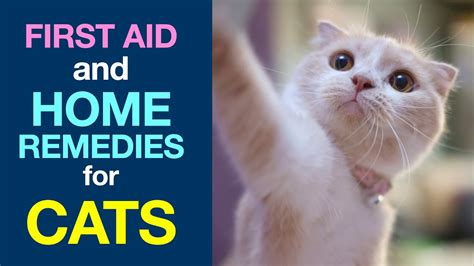 rescue relief for cats