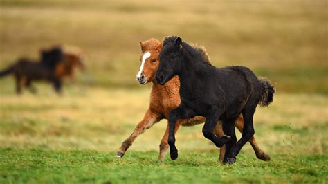 research paper on horses Epub