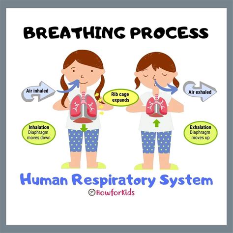 respiration diagram for kids pdf Kindle Editon