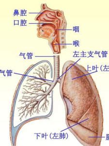 respiratory中文