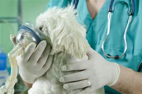 respiratory distress in dogs