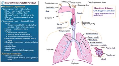 respiratory system 263 answers anatomy and physiology PDF
