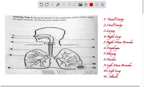 respiratory system answer keys PDF