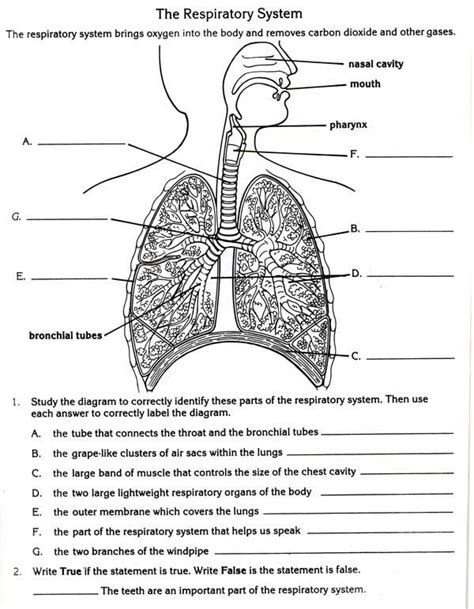 respiratory system answers if8754 Doc